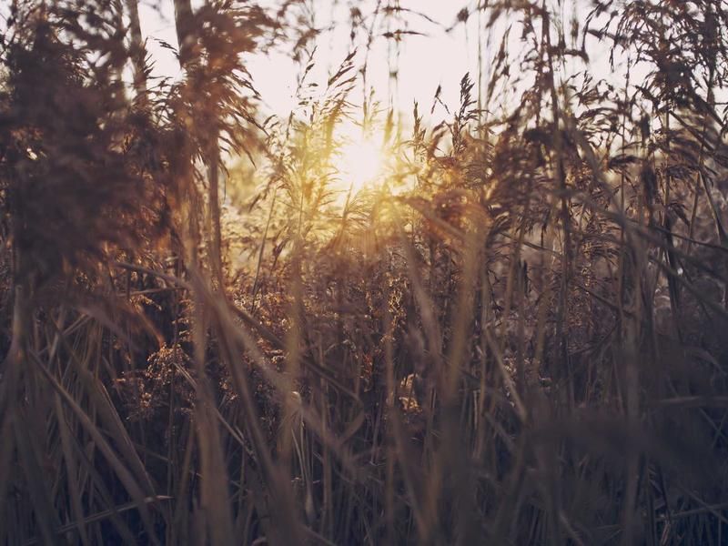 Thưởng hương là thưởng chính tâm mình