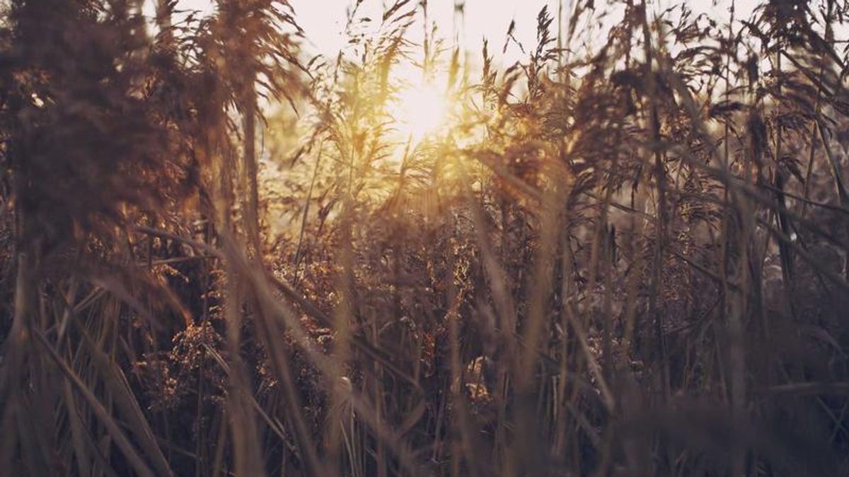 Thưởng hương là thưởng chính tâm mình