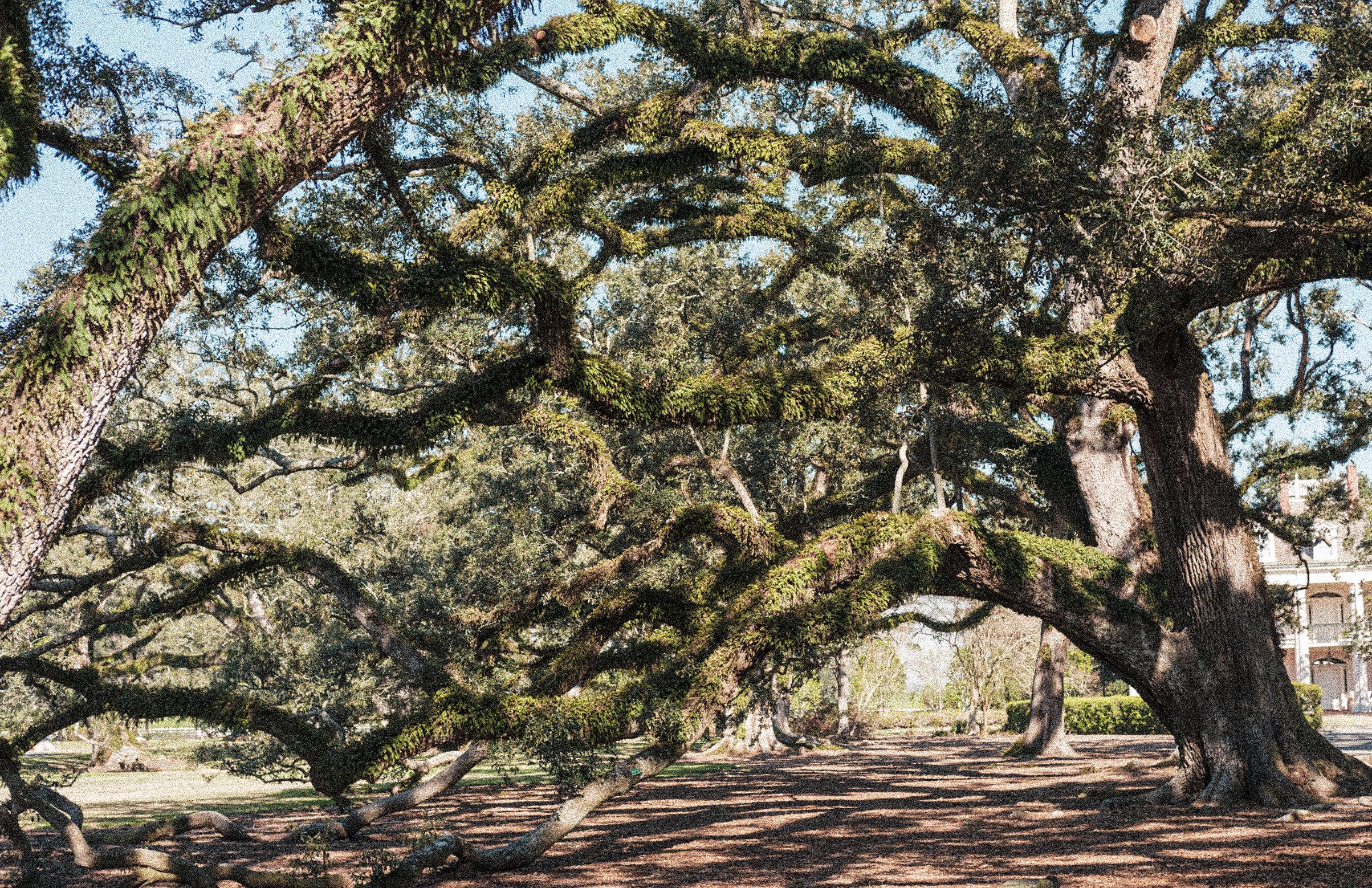 The mile-long allee of live oaks at Oak Alley Plantation.