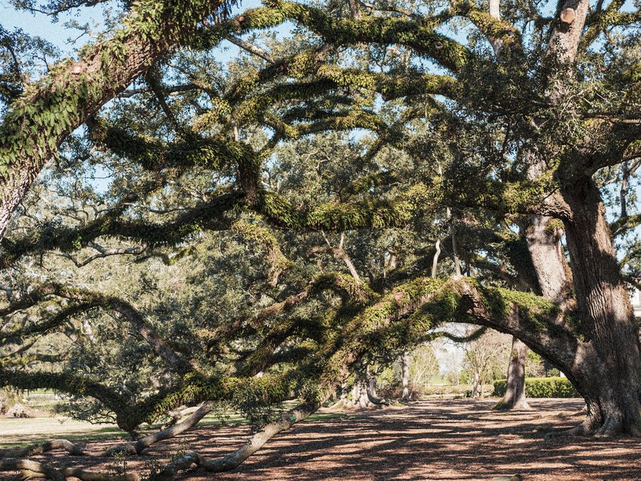 The mile-long allee of live oaks at Oak Alley Plantation.