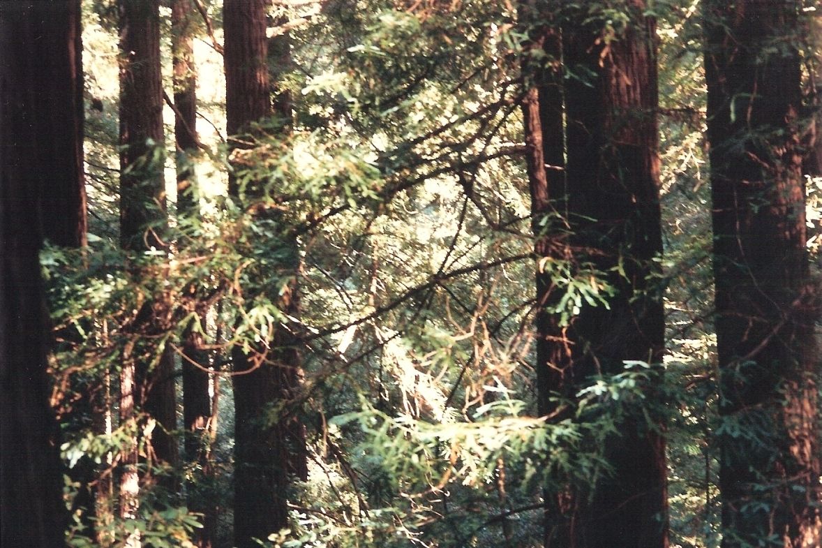 A trail winding among the coastal redwoods at Muir Woods.