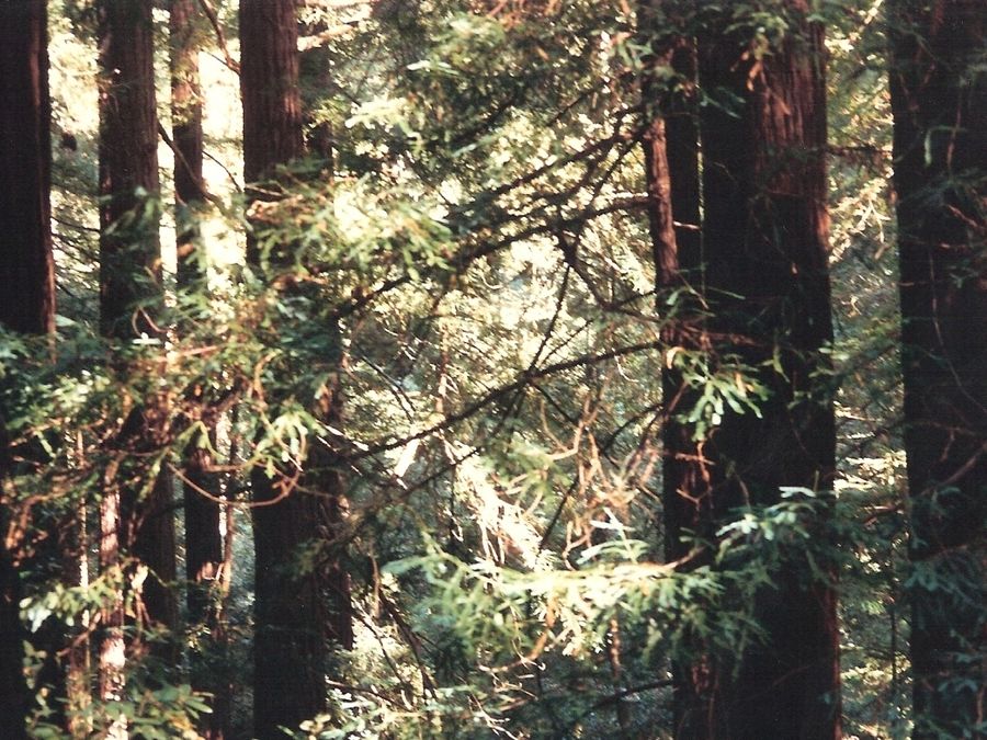 A trail winding among the coastal redwoods at Muir Woods.