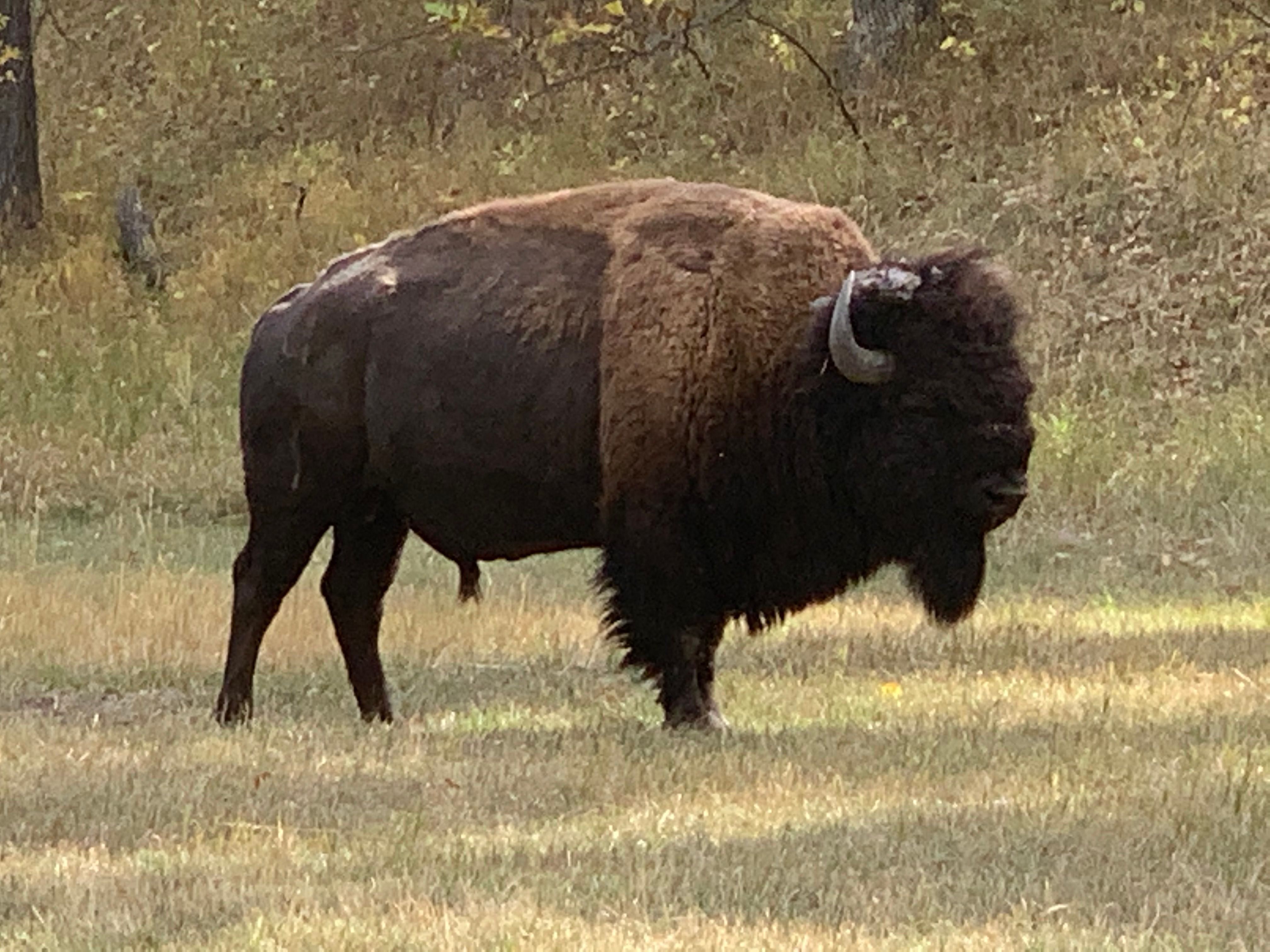 A bison grazing in Custer State Park, South Dakota.