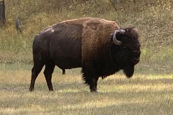 A bison grazing in Custer State Park, South Dakota.