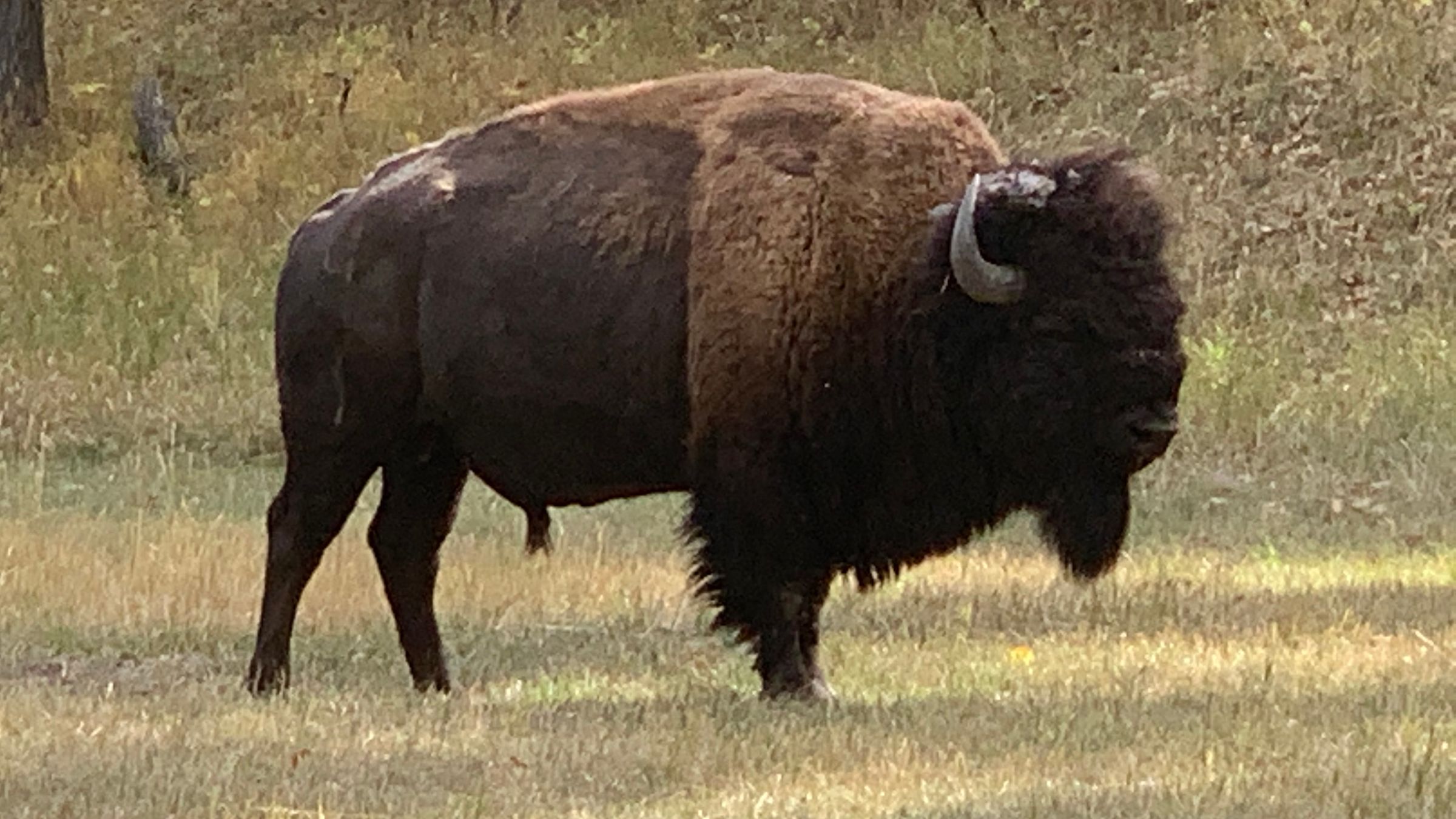 A bison grazing in Custer State Park, South Dakota.