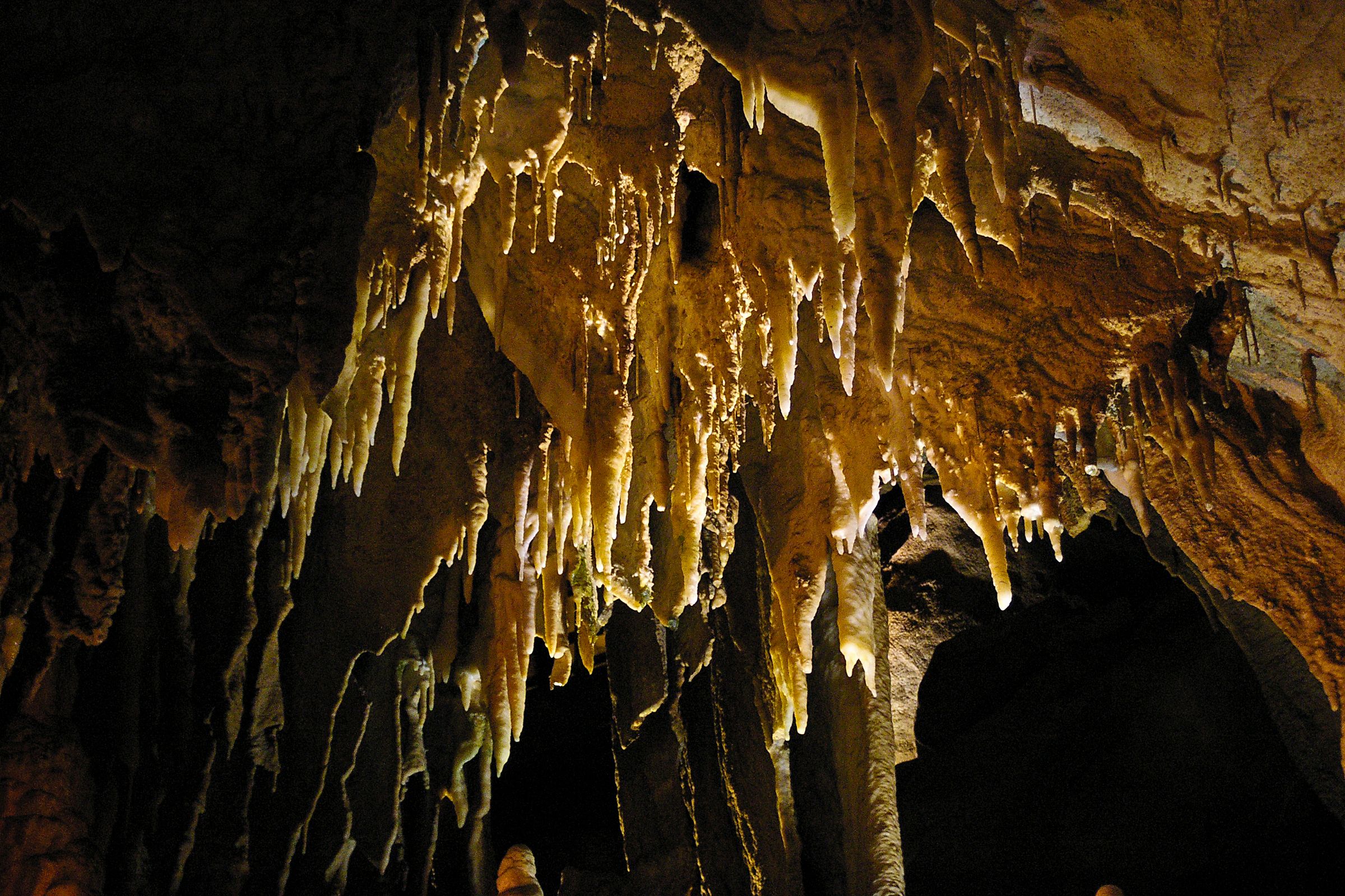 The forested entrance landscape of Mammoth Cave National Park in Kentucky.
