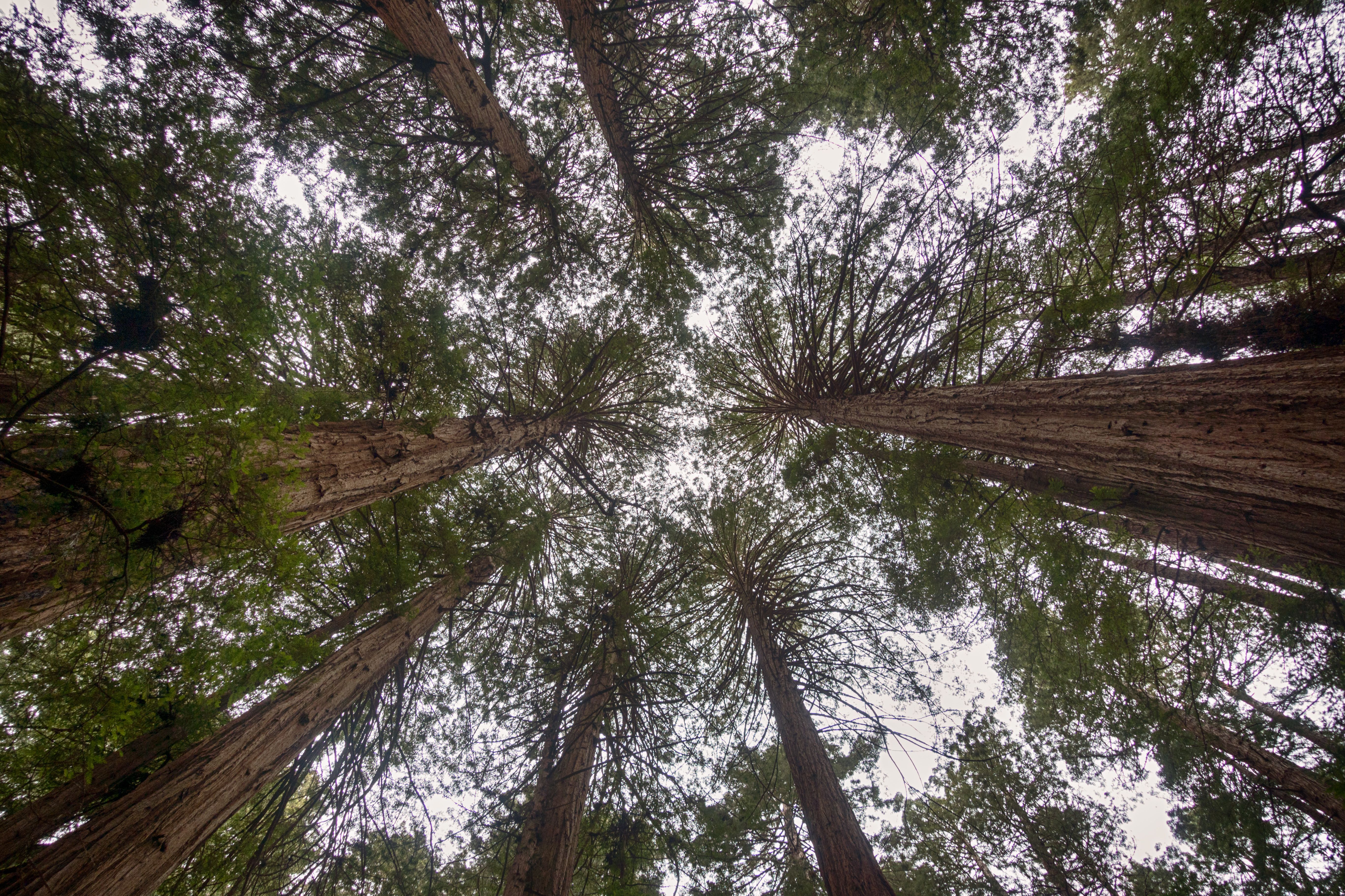 Looking up at towering old-growth redwoods in Muir Woods National Monument.