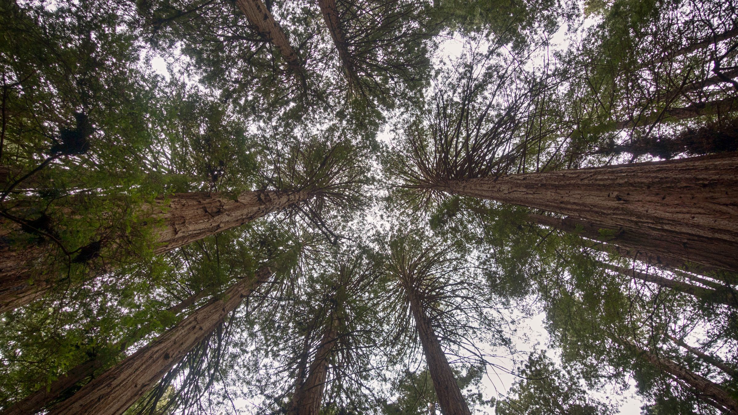 Looking up at towering old-growth redwoods in Muir Woods National Monument.
