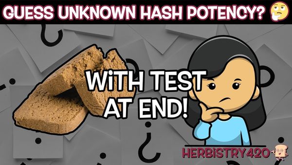 guess cannabis hash potency test
