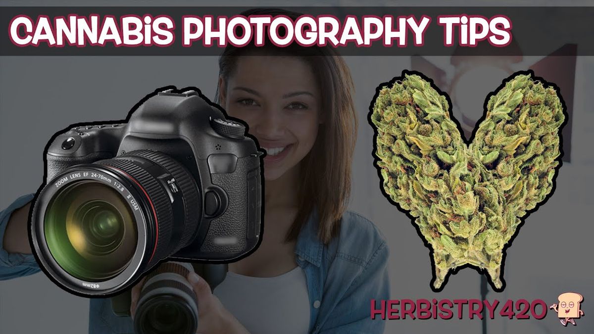 cannabis macro photography tips