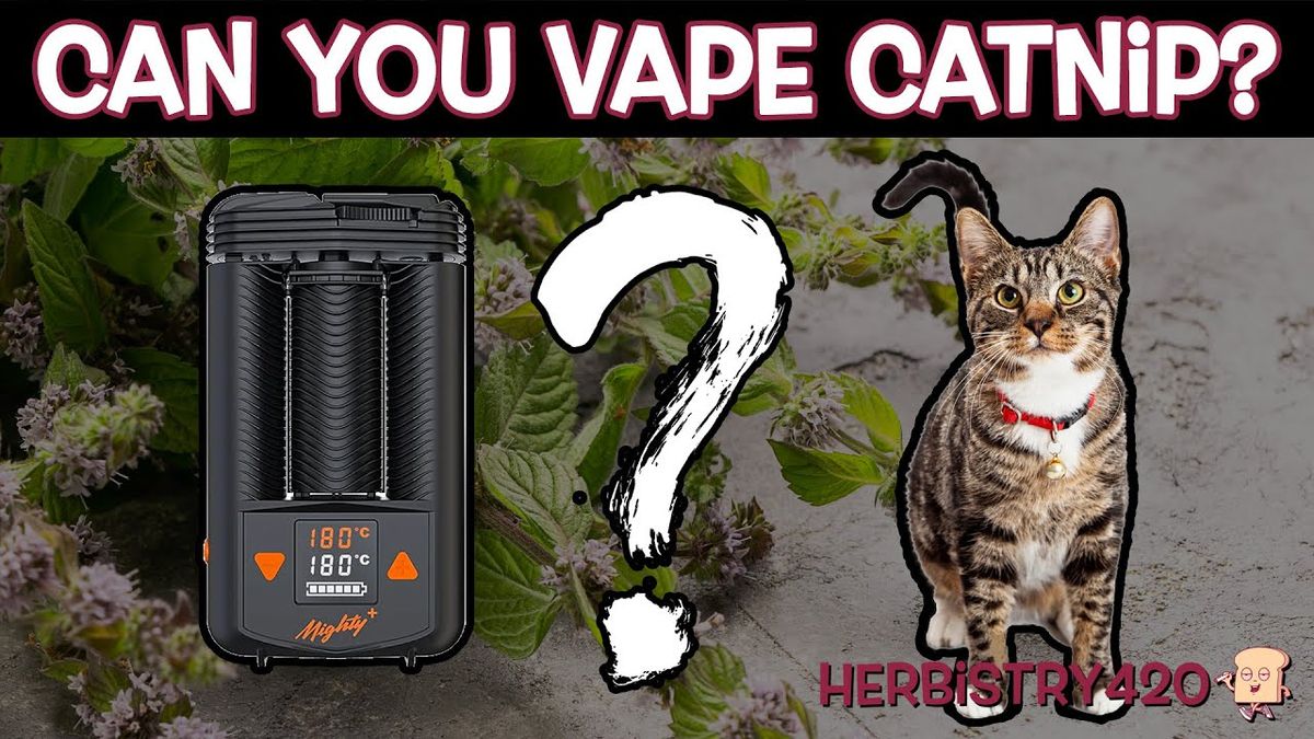 can you vape catnip