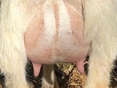 Perl udder photo