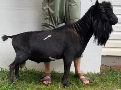 Sirius body photo