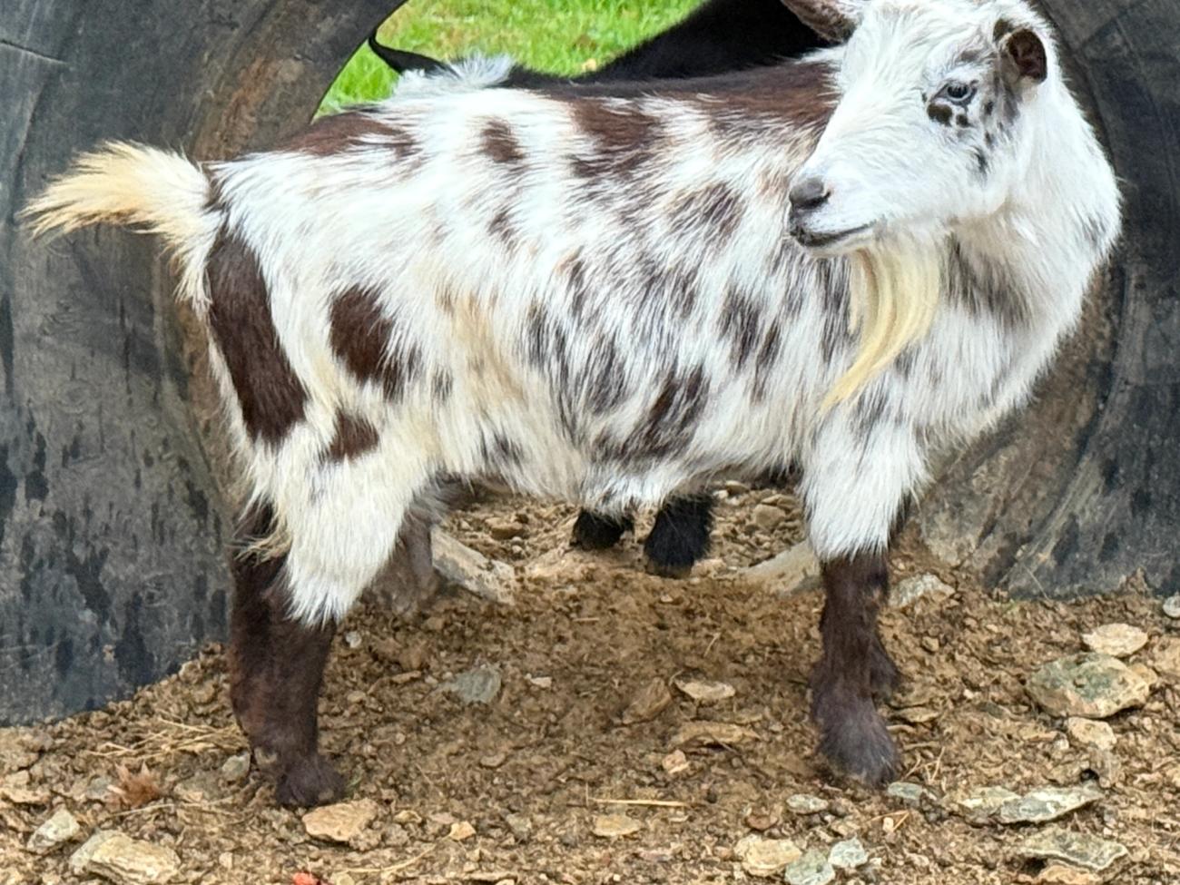 Pictured as five year old, dry