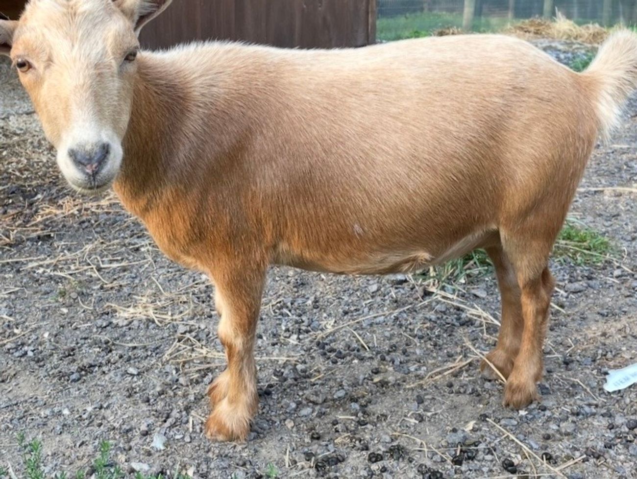 Pictured as two year old, dry