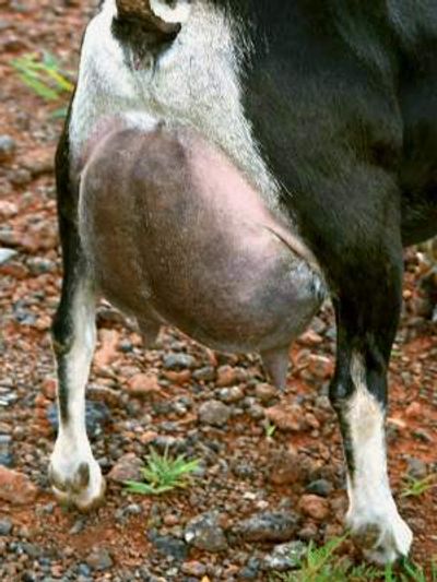 null udder