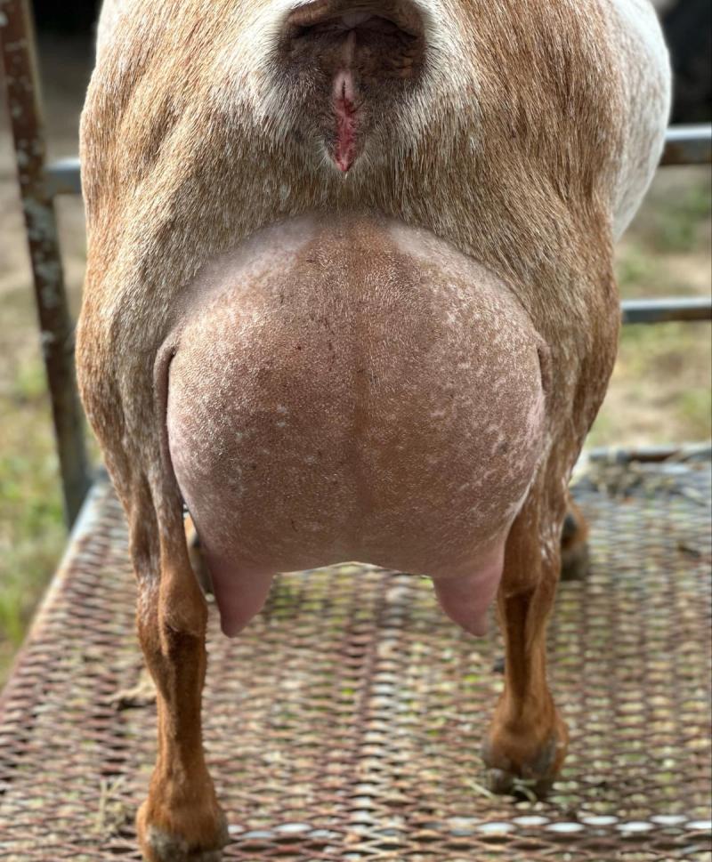 Pictured as two year old, first freshener. Photo: Bella Rossa Estate