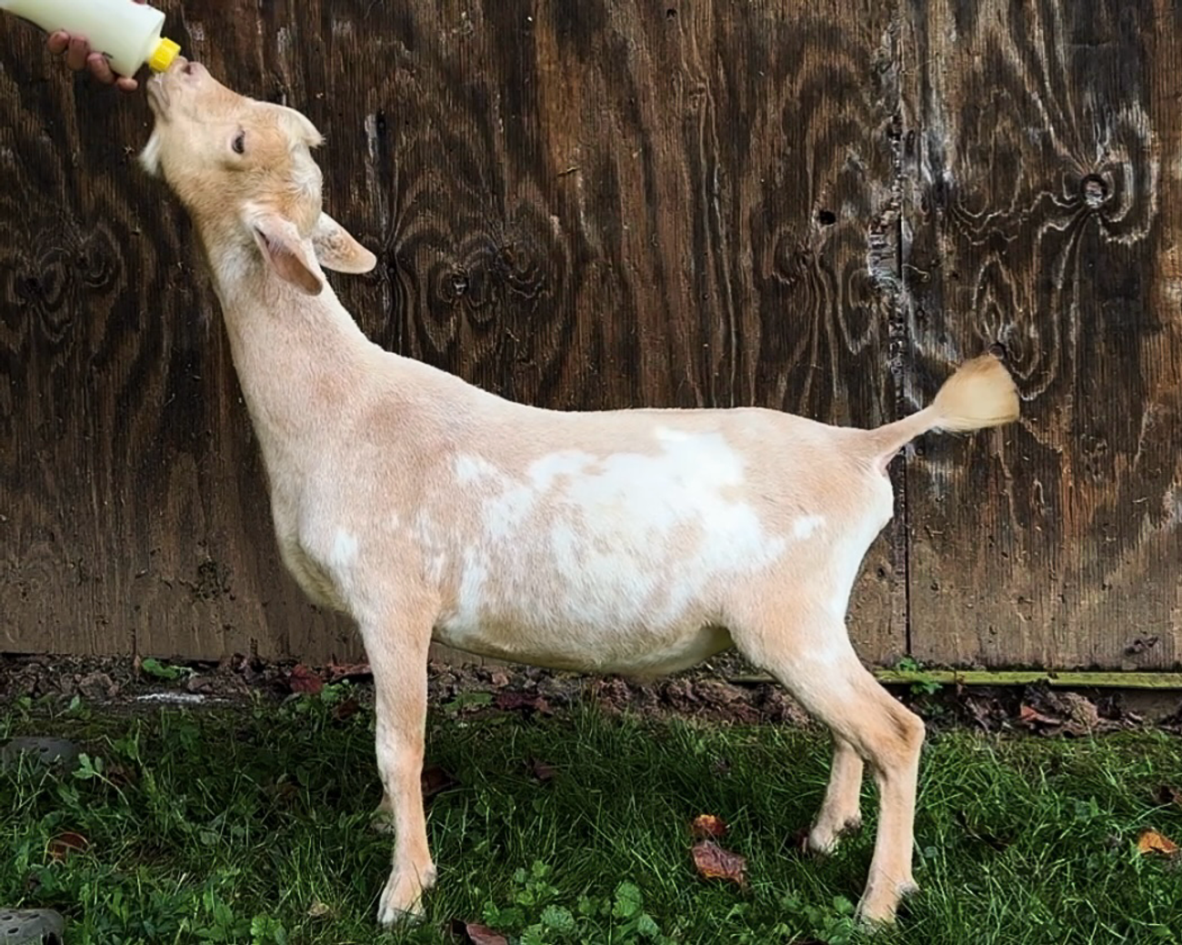 Pictured at five months old