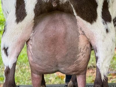 Morel udder photo
