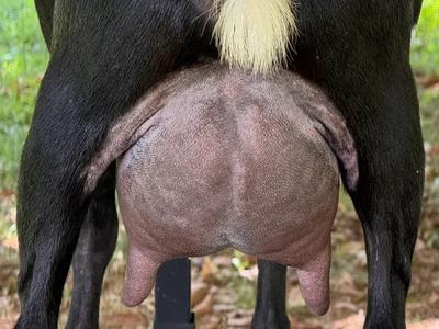 Reishi udder photo