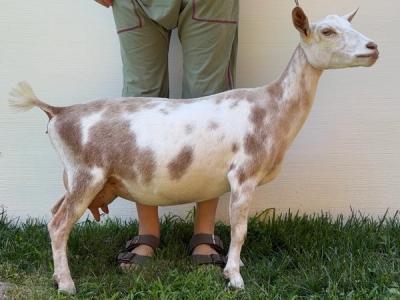 Perl body photo