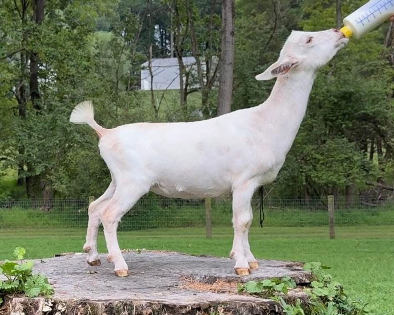 Pictured at three months old