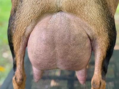 Figgy udder photo