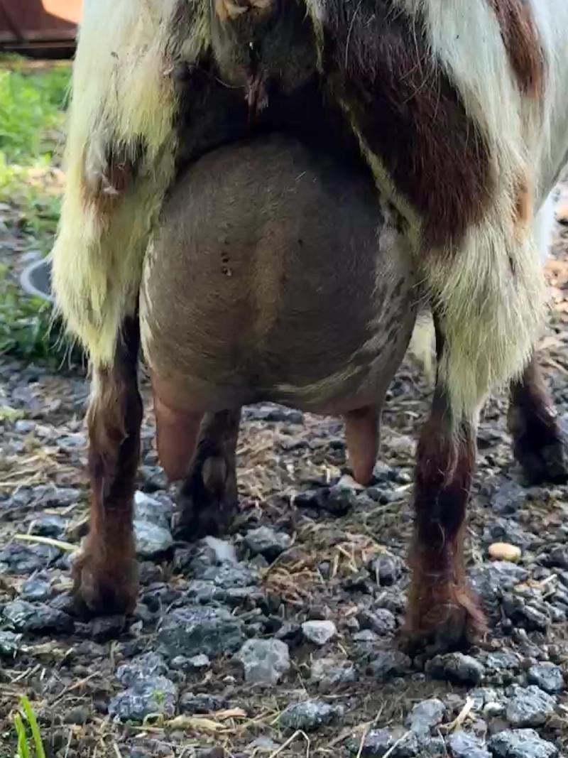 Pictured as five year old, third freshener