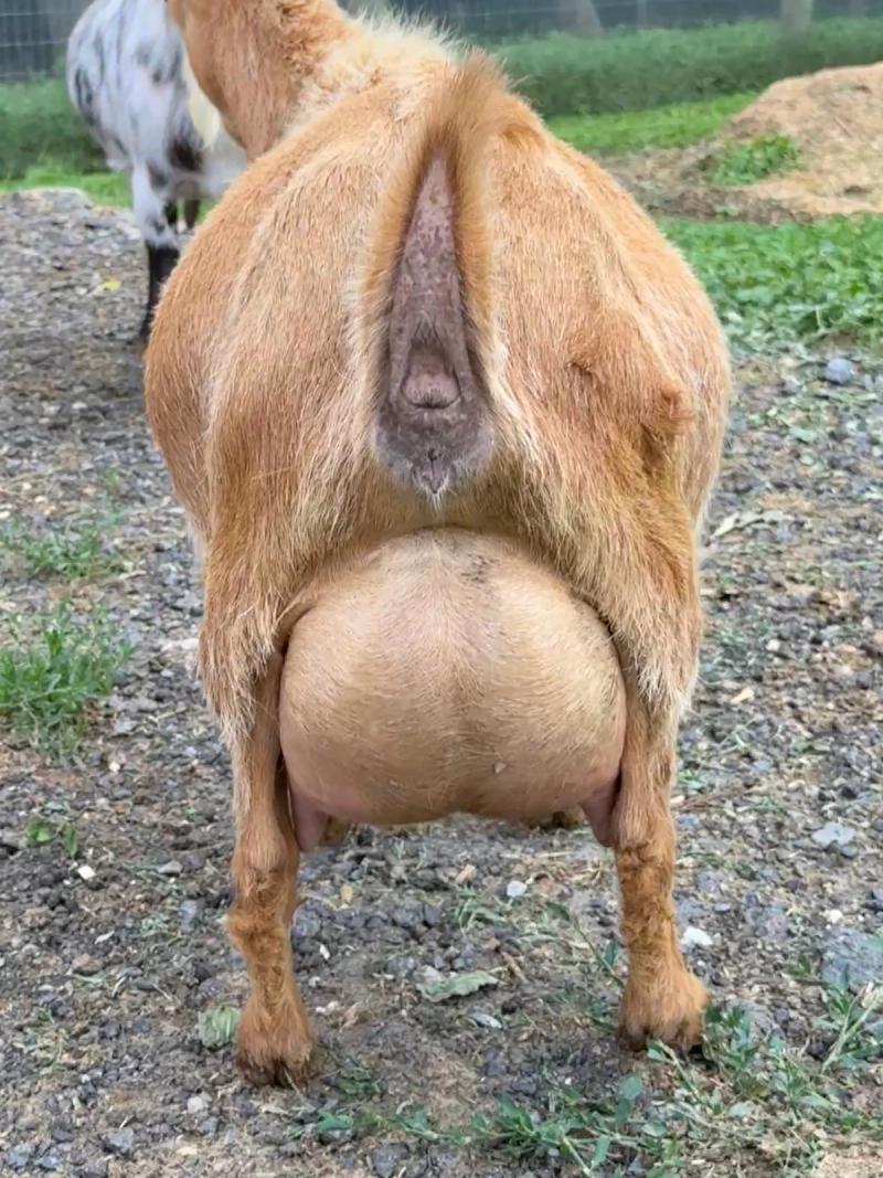 Pictured as three year old, second freshener