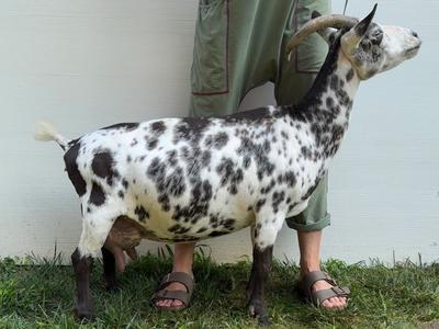 Morel body photo