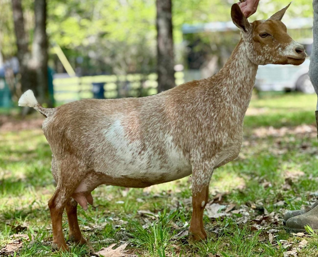 Pictured as two year old, first freshener. Photo: Bella Rossa Estate