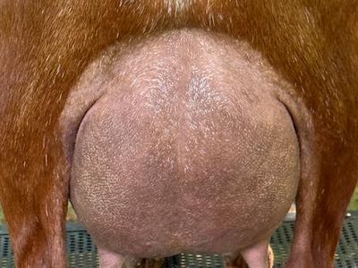 Beret udder photo