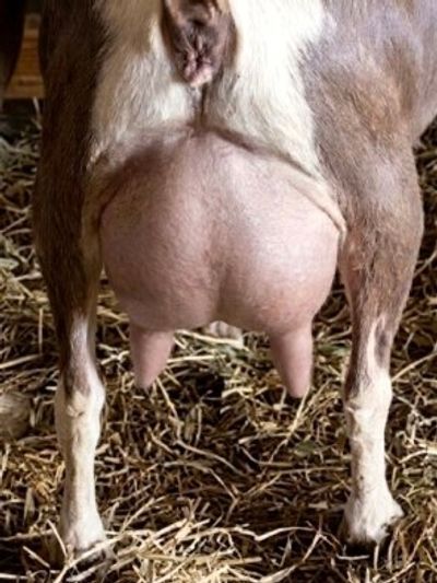 null udder