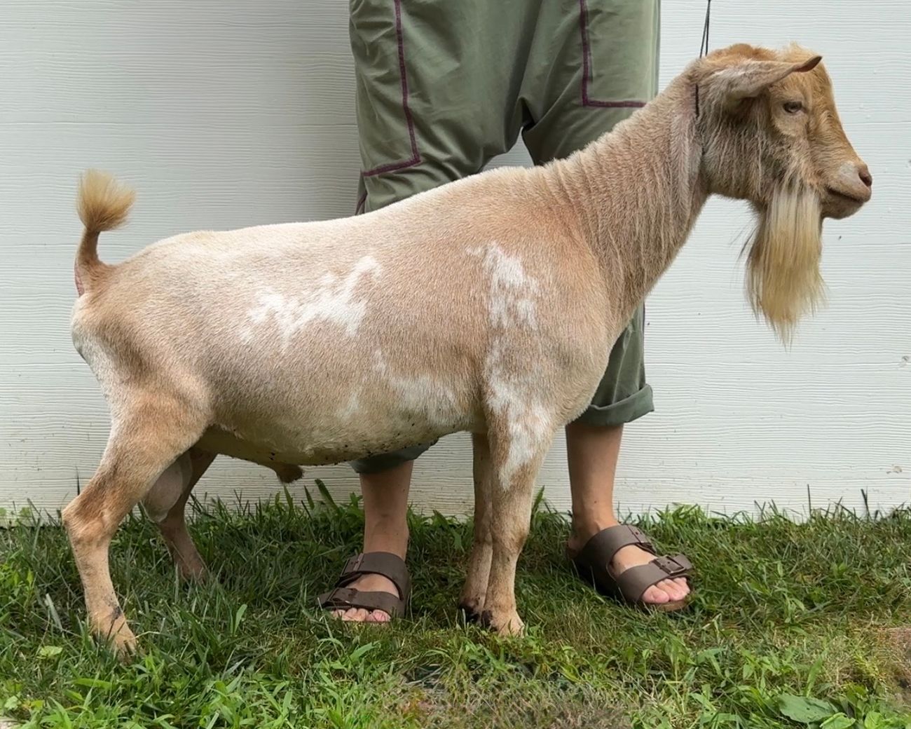 Pictured as yearling