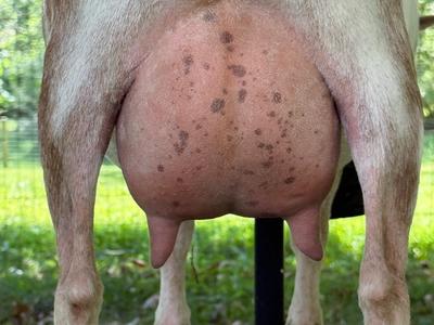 Perl udder photo