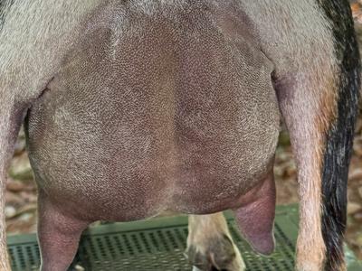 Dena udder photo