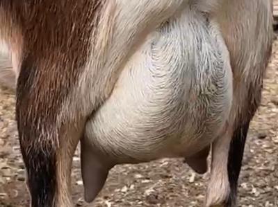 Dena udder photo