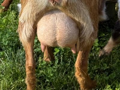 Chanterelle udder photo