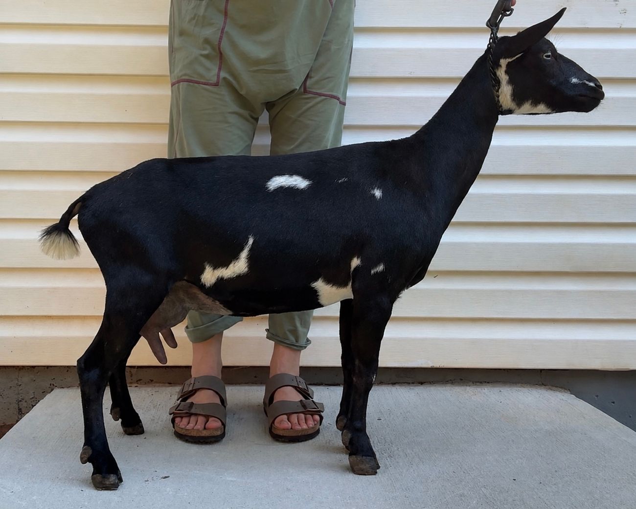 Pictured as yearling, first freshener