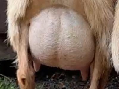 Chanterelle udder photo