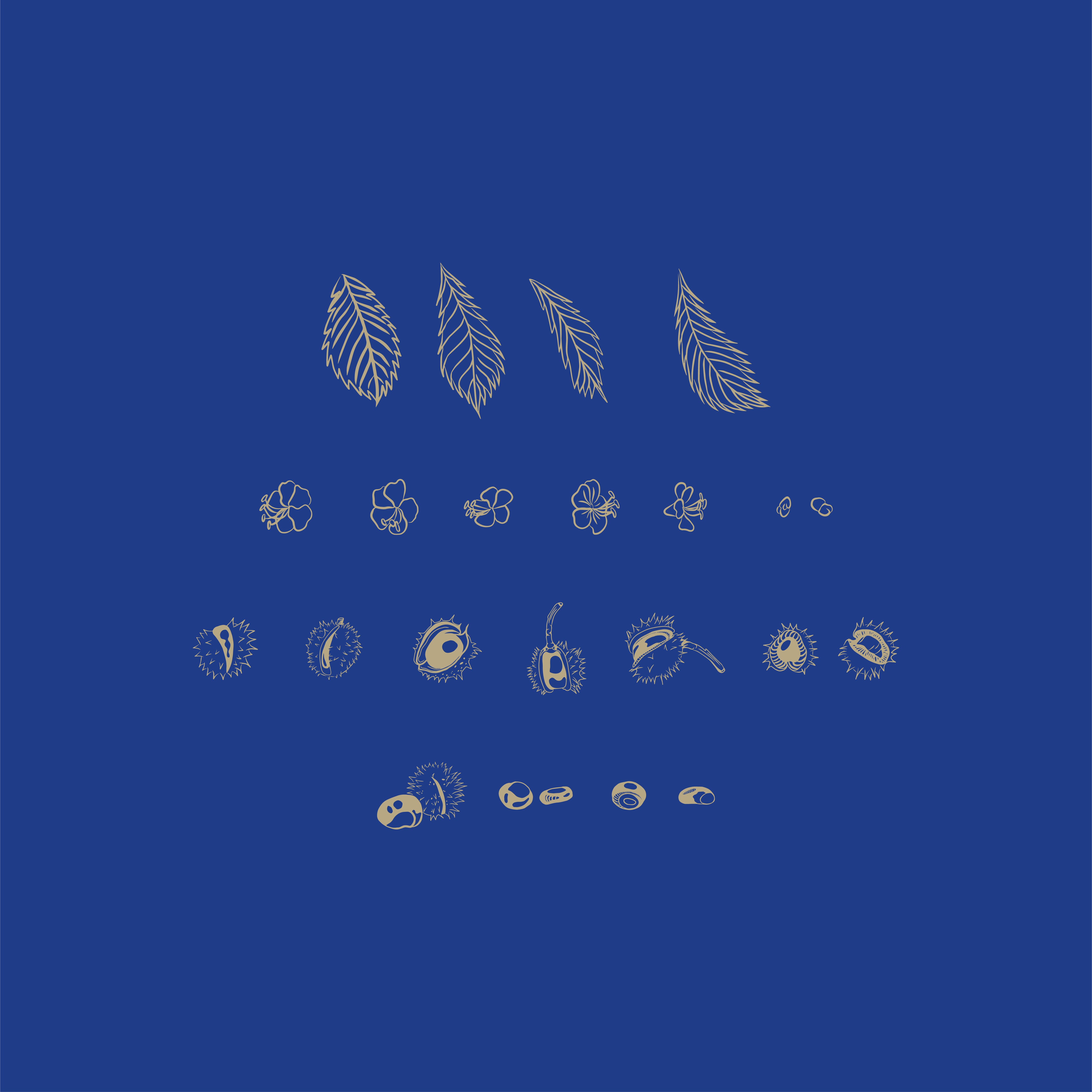 Royal Routine Chestnut Illustration