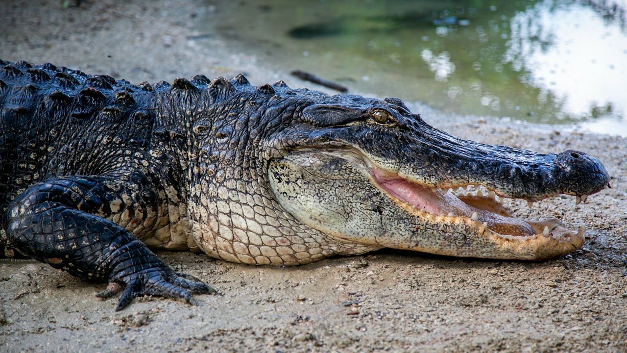 Top Free Things To Do in Kissimmee, Florida - Vacation Escapes