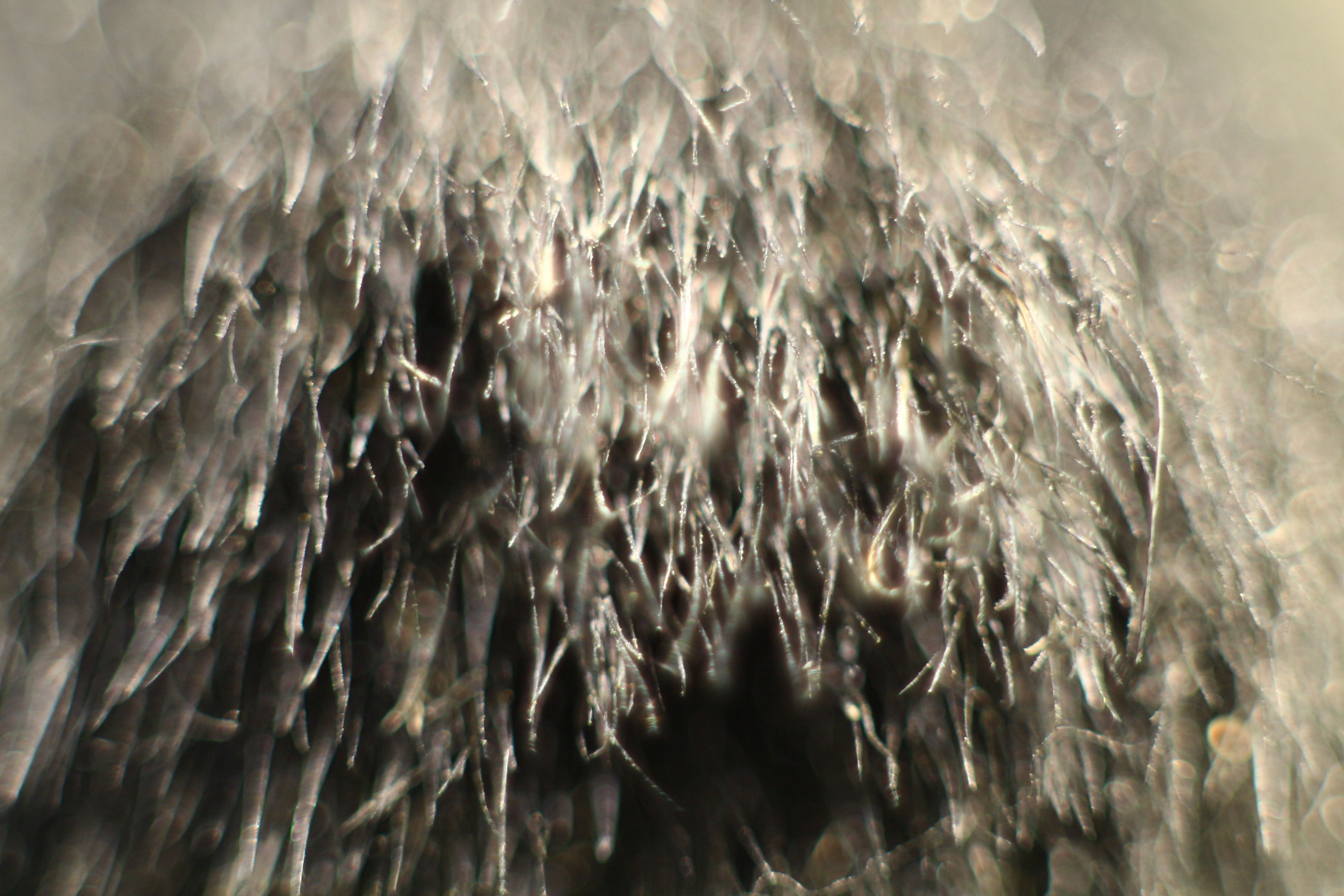 Този искрящ шик не идва от палто от норка. Много по-достъпен и възможен шик е - четката за пудра или руж. Използвайте я както трябва и заблестете с естествения си чар!