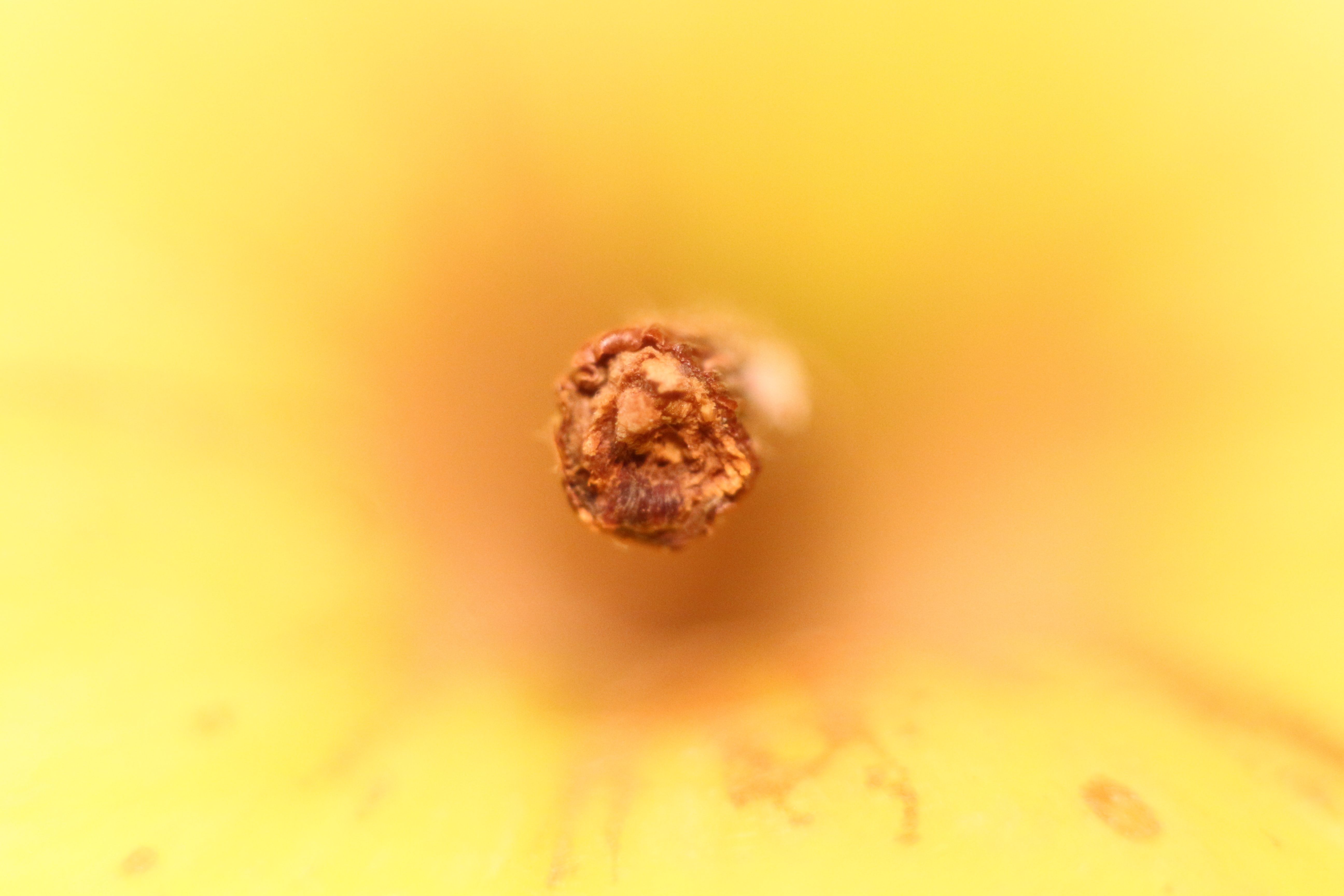 Нещото, което всъщност е в основата на Нютоновото откритие за гравитацията. Ако връзката между дървото и плода в онзи момент беше по-здрава, кой знае на какво ниво щеше да е науката днес!