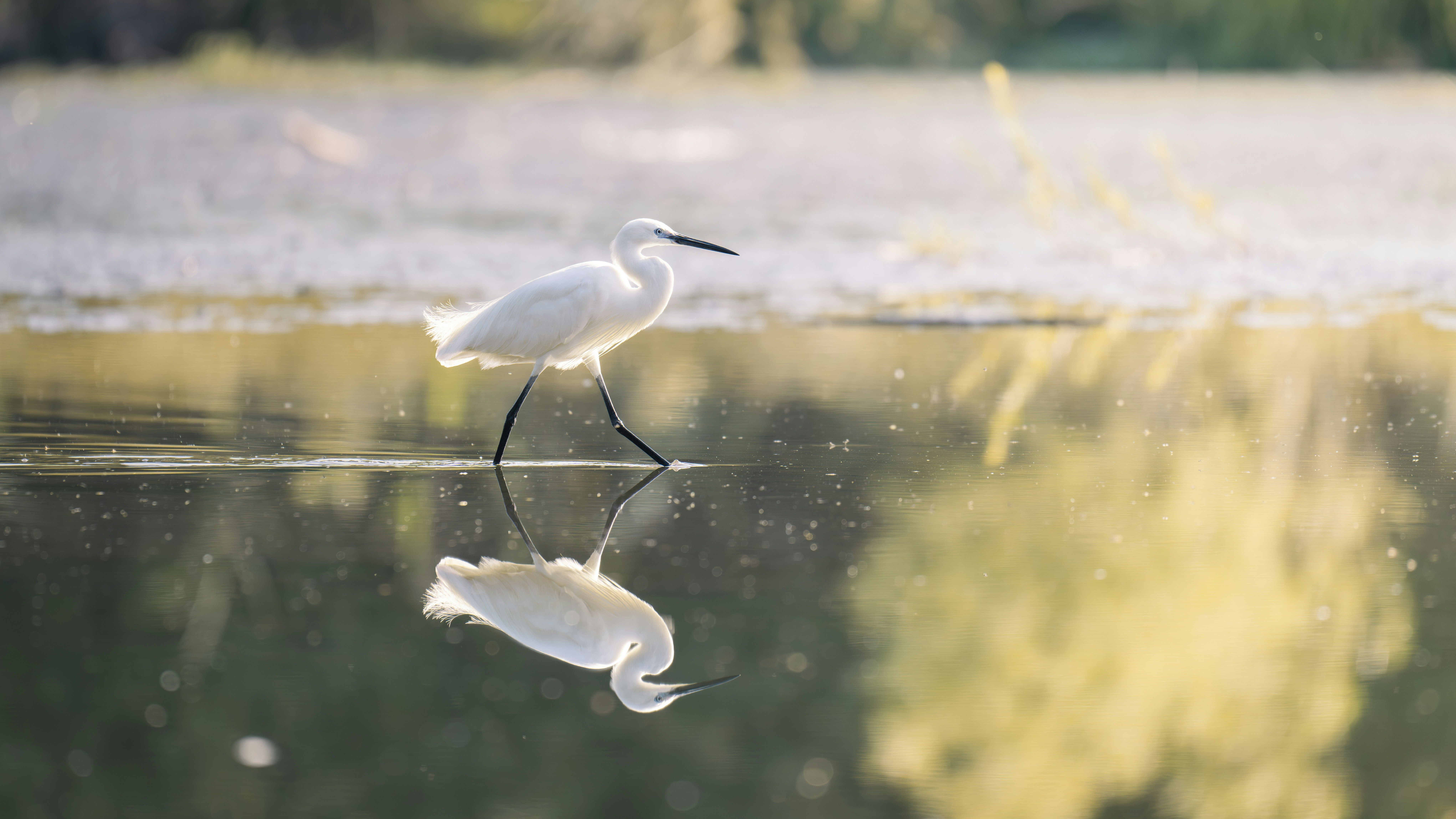 Малка бяла чапла