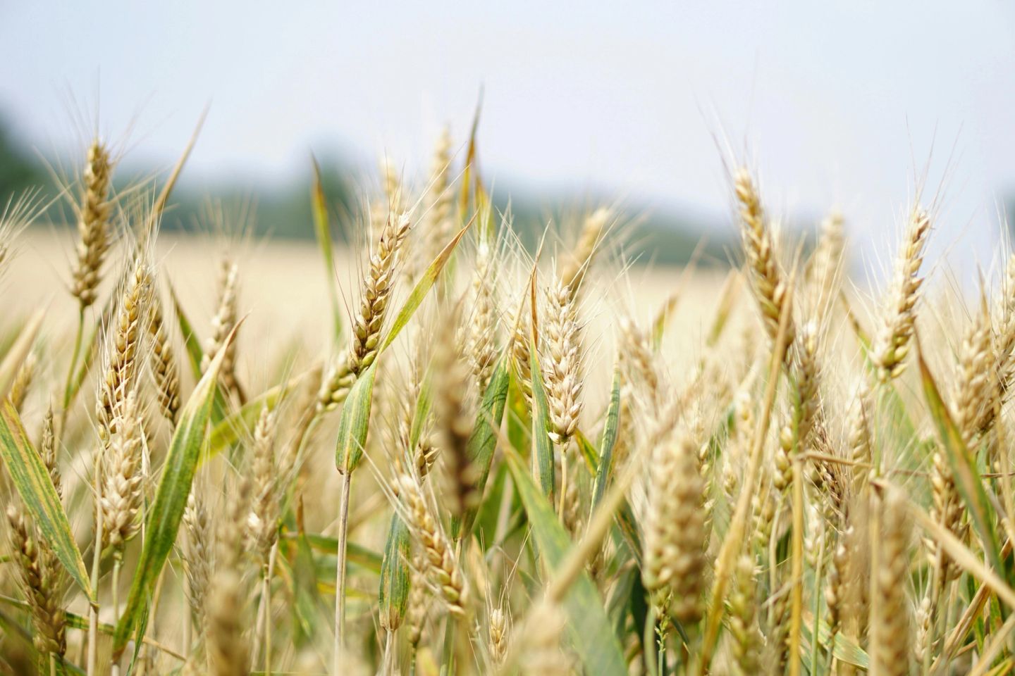 agritech startups india | Wework