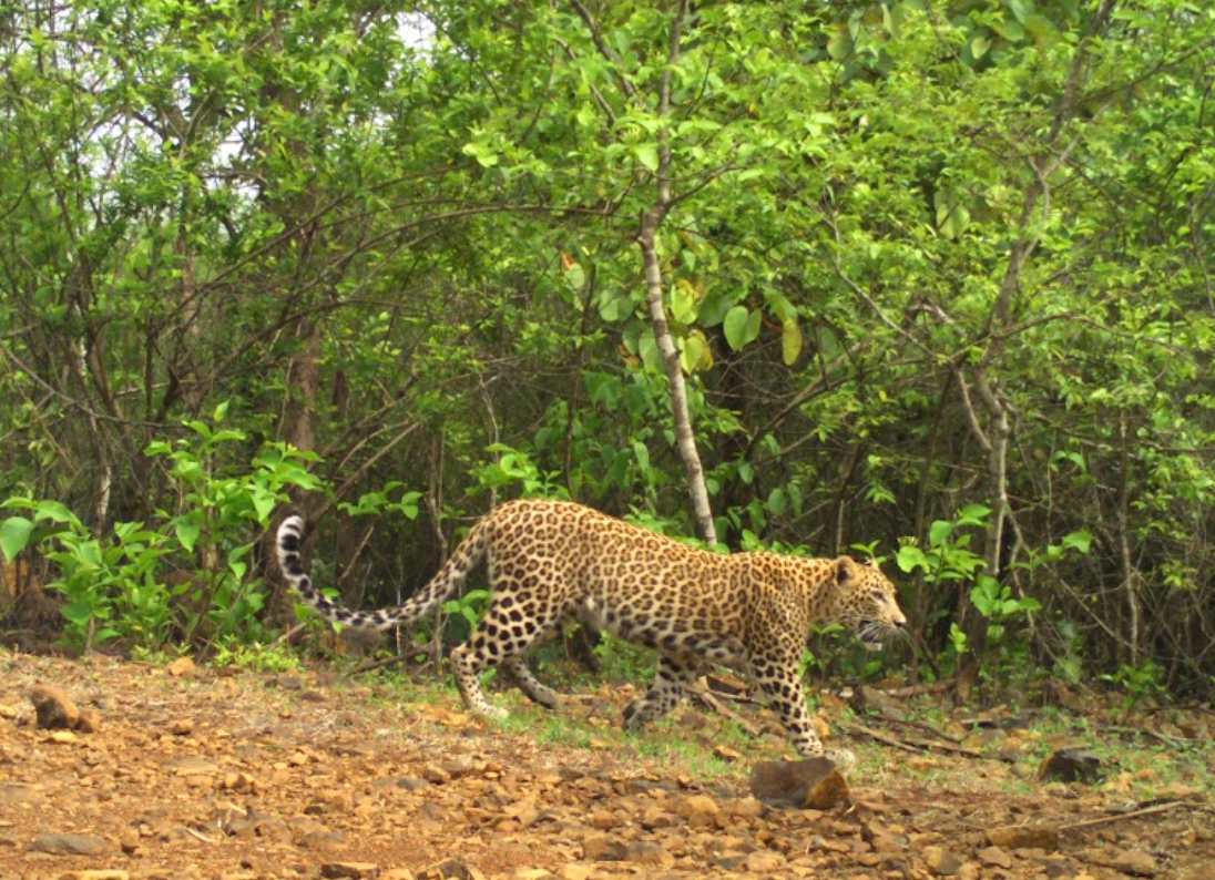 Camera trap image of a leopard walking along a forest trail in Mumbai’s Sanjay Gandhi National Park