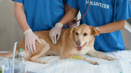 Anti-rabies vaccination and general health check-up
