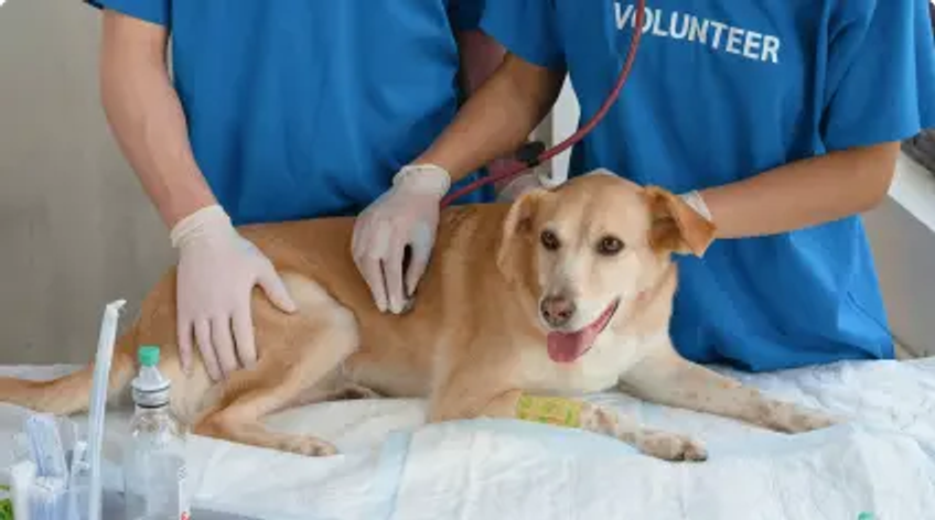 Anti-rabies vaccination and general health check-up