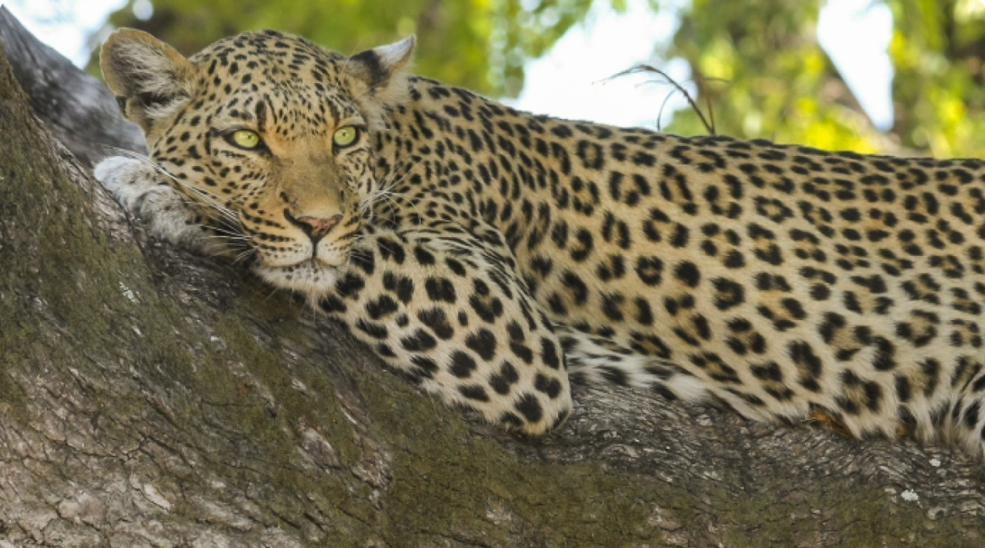 Living with Leopards Project image